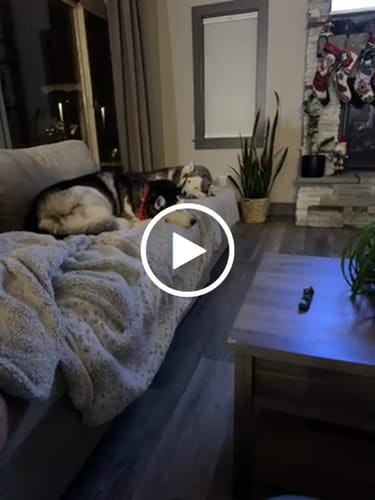 Customer video review of DE-01 Dental Dogbiotic