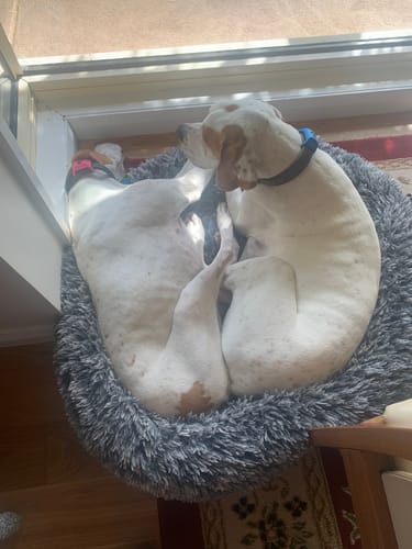 Customer photo review of FluffGuard - 12 Months Bug Free Collar