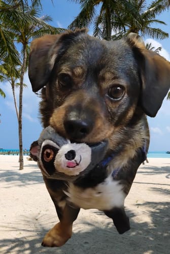 Customer photo review of Dein Haustier als Cartoon - Individuelle Leinwand