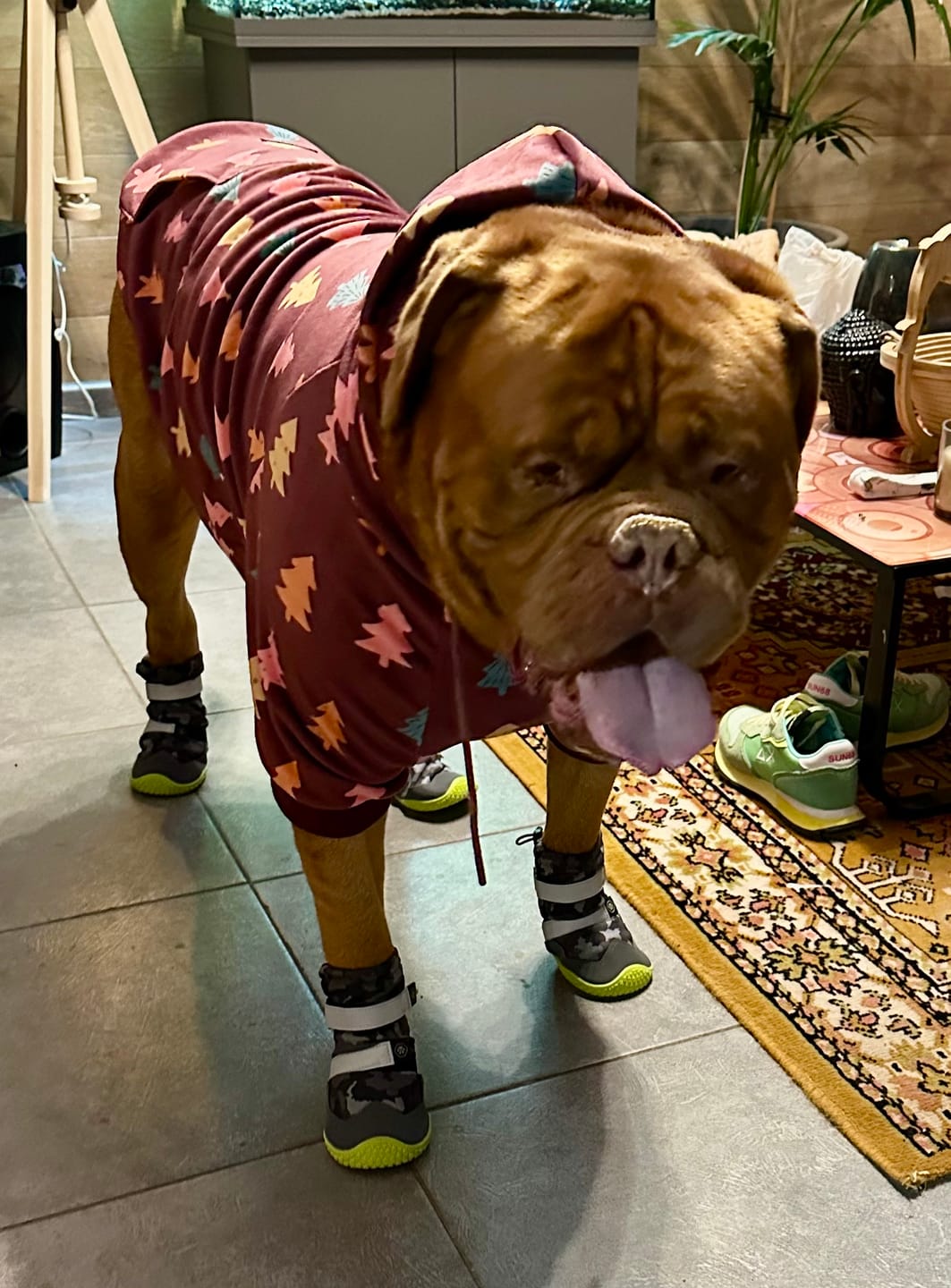 Customer photo review of Christmas Dog Hoodie - Candy Trees