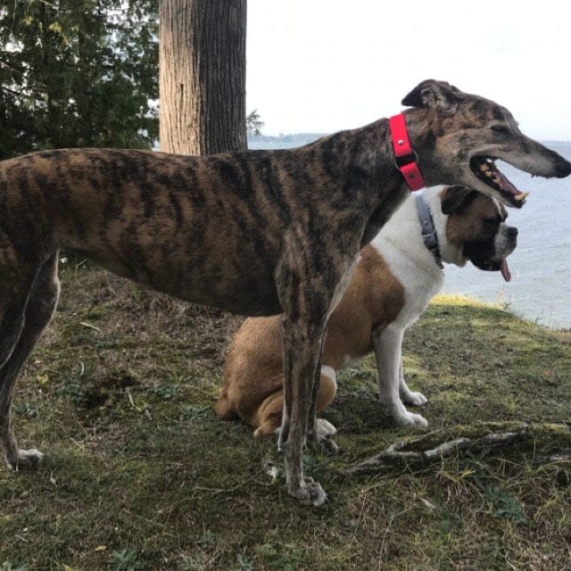 Customer photo review of Denali Center Ring Collar