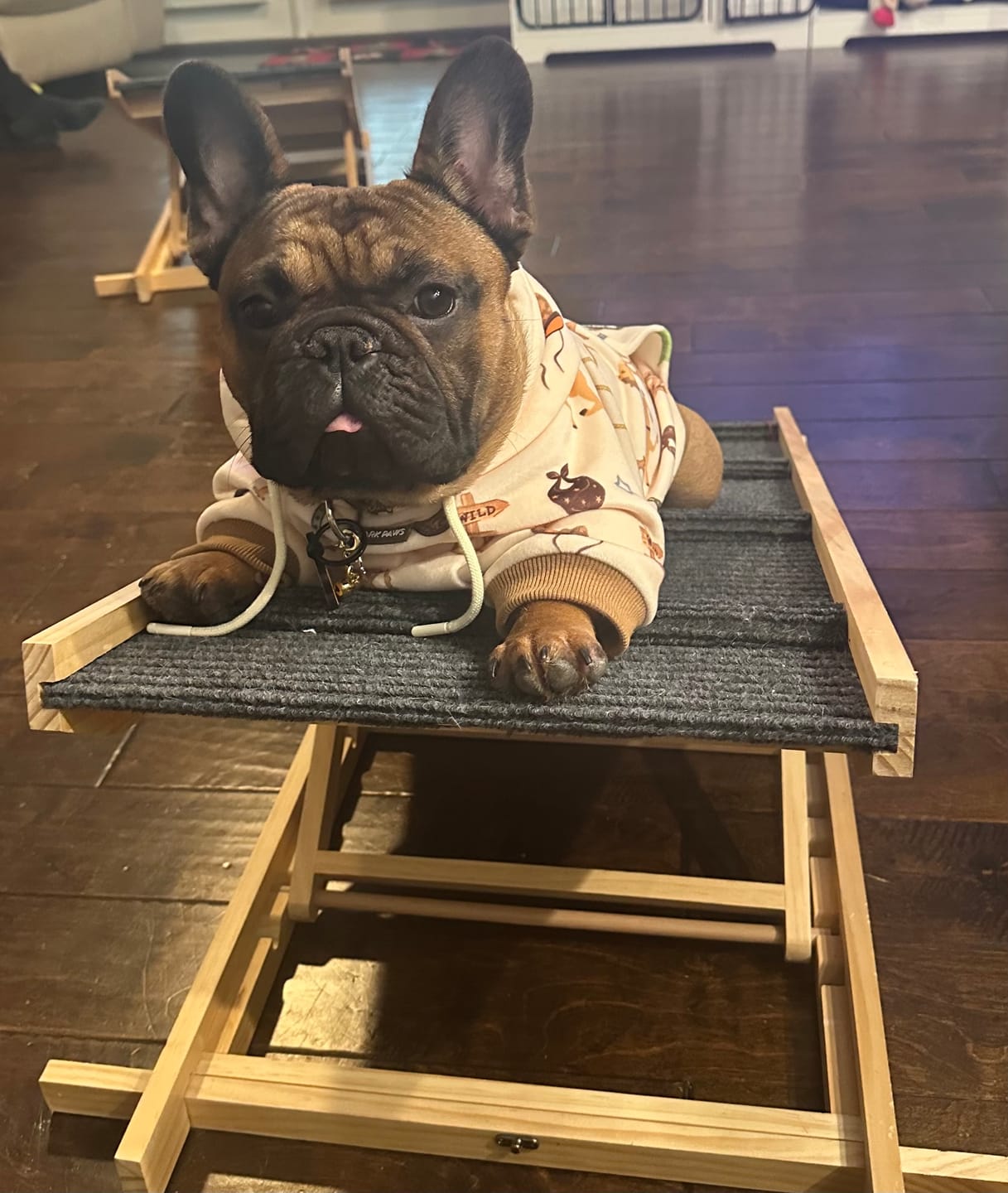 Customer photo review of Rodeo Dog Hoodie