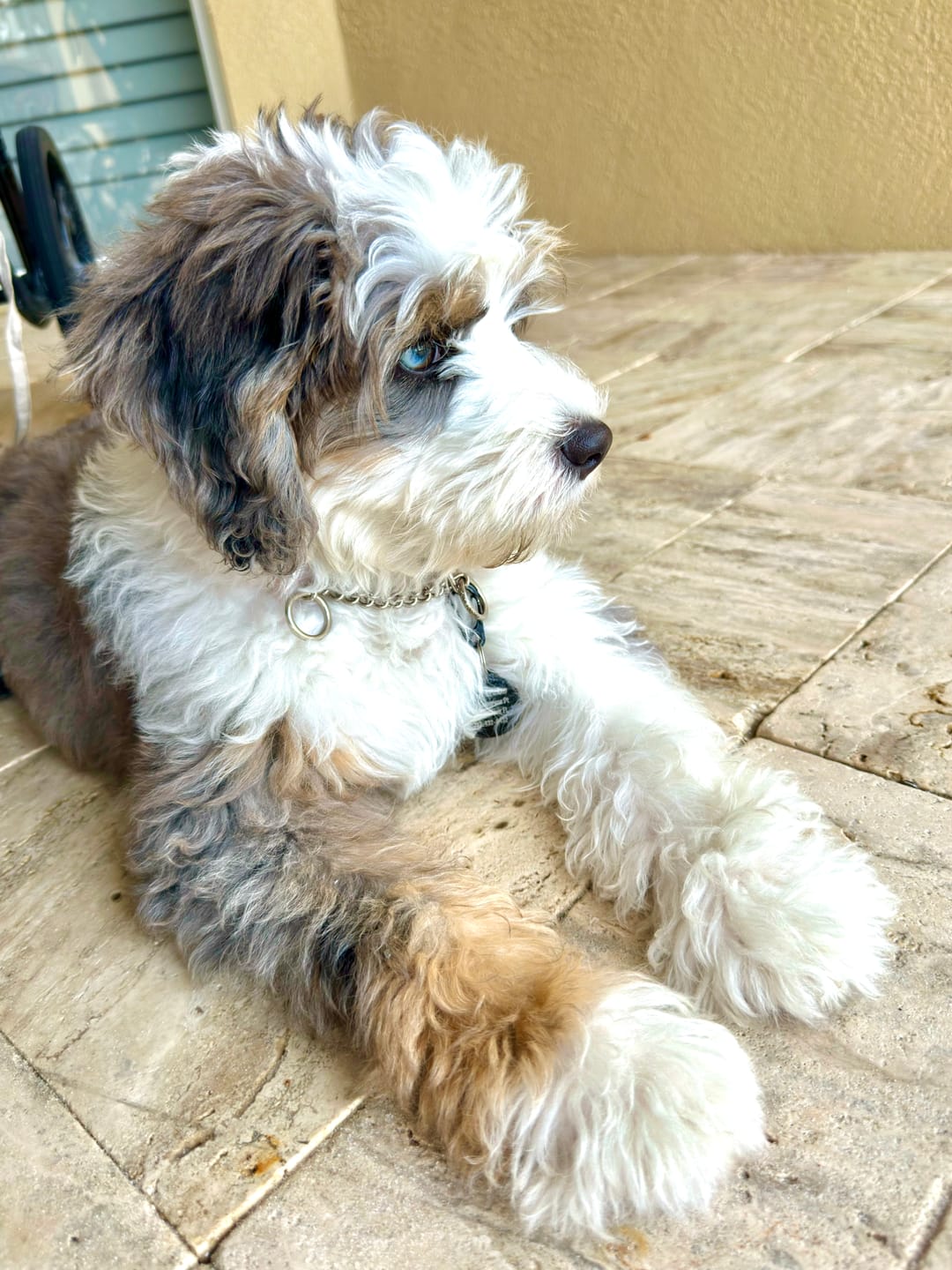 Customer photo review of Homeplus Dog Playpen for Indoor Use