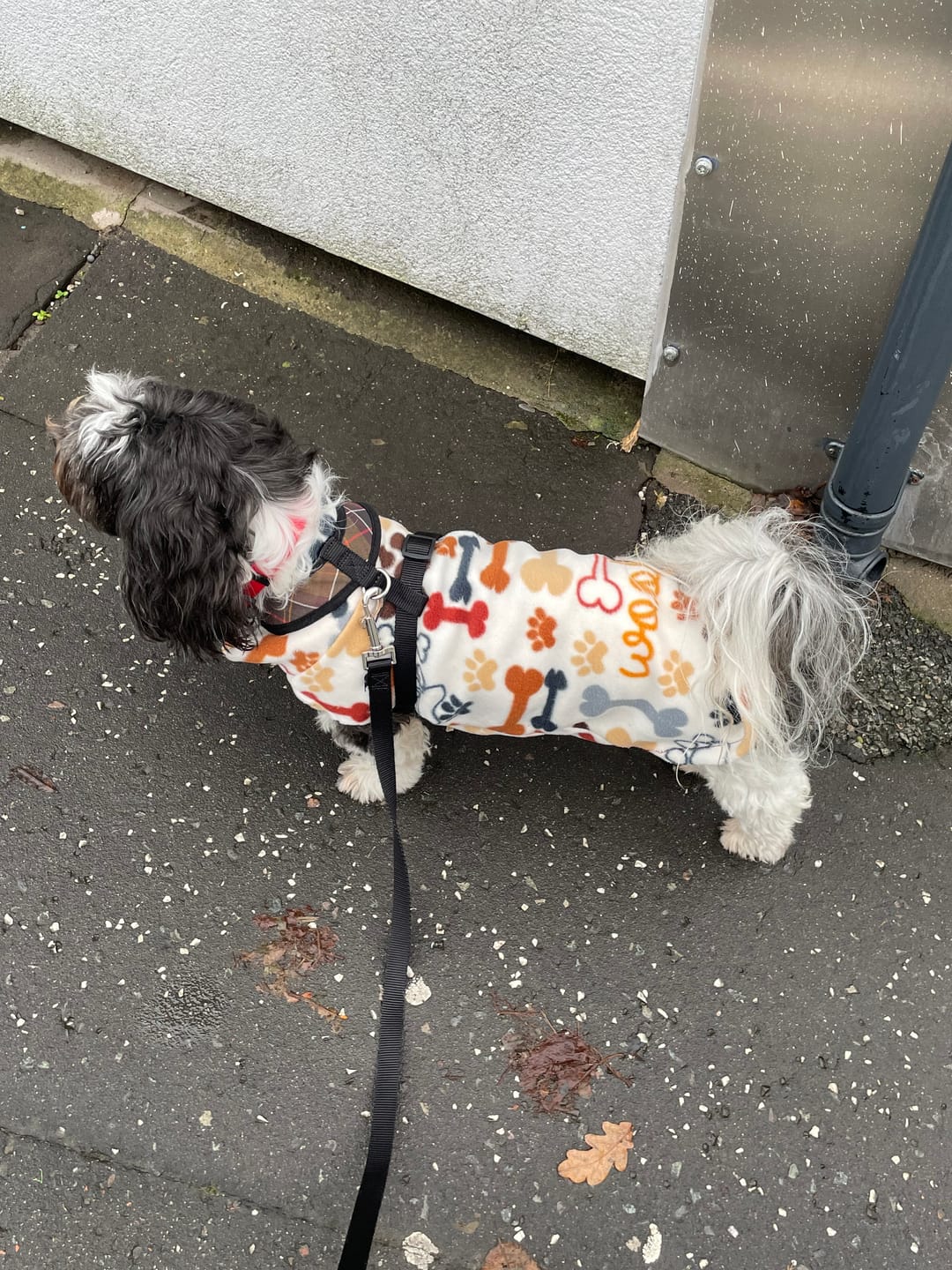 Customer photo review of Playful Paws on Ivory Anti Pill Polar Fleece Fabric