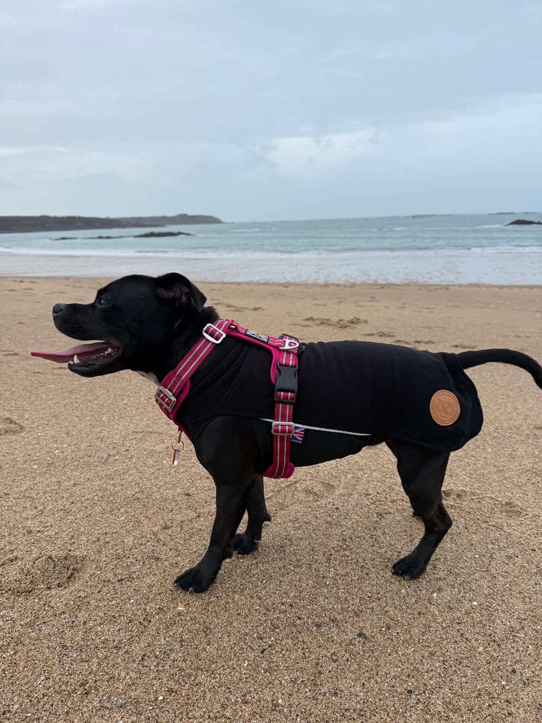 Customer photo review of Staffordshire Bull Terrier 1935® Fleece Coat - Black