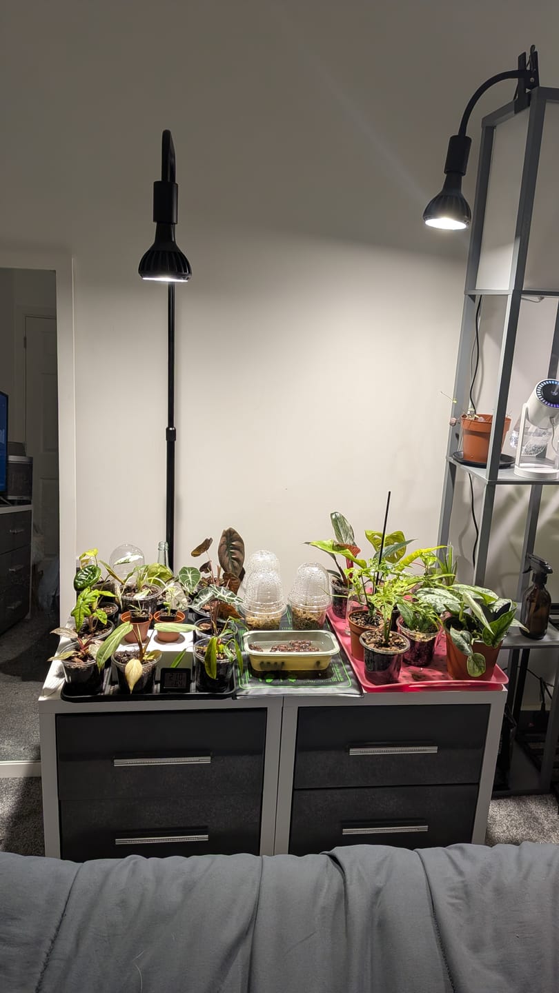 Customer photo review of Pianta Grow Light and Adjustable Floor Lamp Bundle