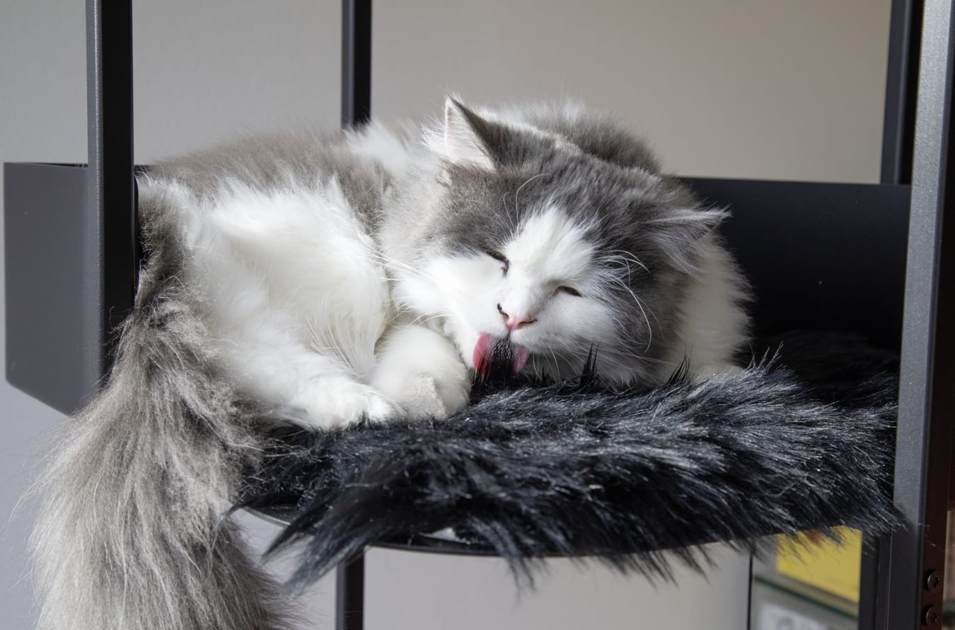 Customer photo review of STYA Katzen Kratzbaum MS310 | Schwarz