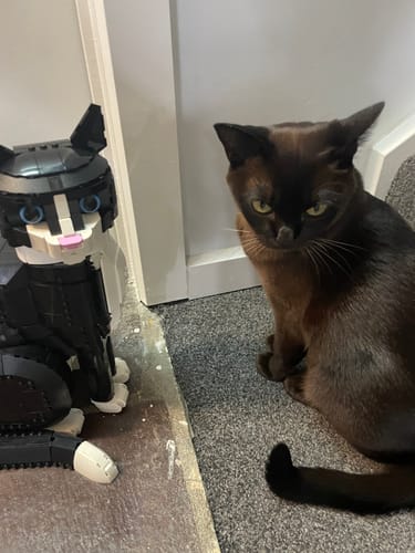 Customer photo review of 3 Month Supply - 1 Cat