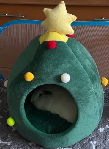 Customer photo review of 🎄 Oh Tannenbaumhaus – Das kuschelige Weihnachts-Versteck für deine Meerschweinchen