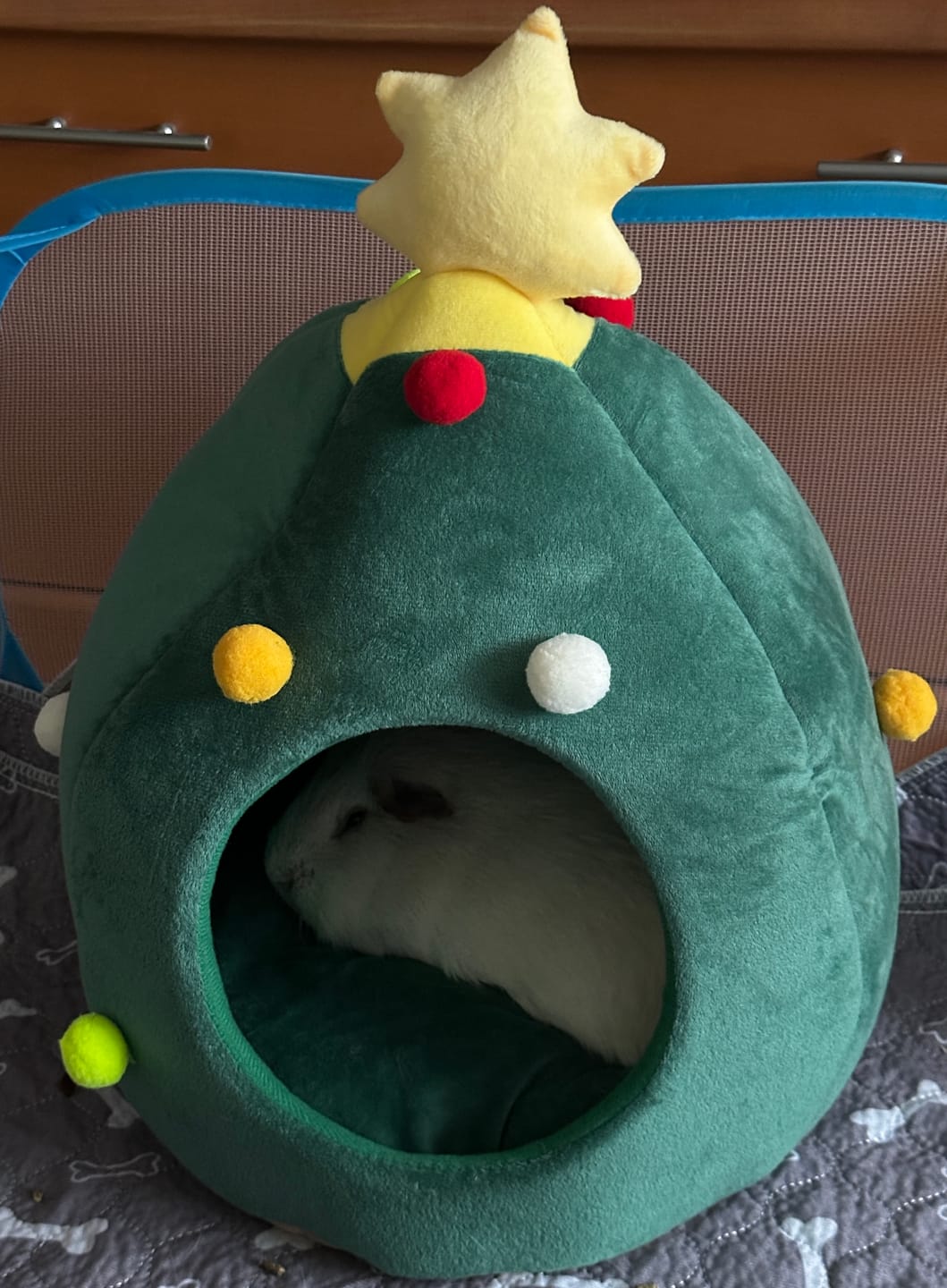 Customer photo review of 🎄 Oh Tannenbaumhaus – Das kuschelige Weihnachts-Versteck für deine Meerschweinchen