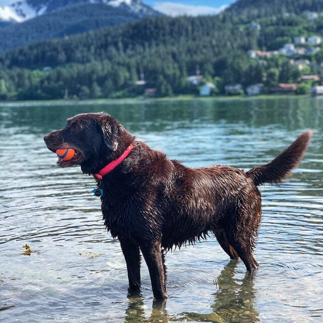 Customer photo review of Denali Center Ring Collar