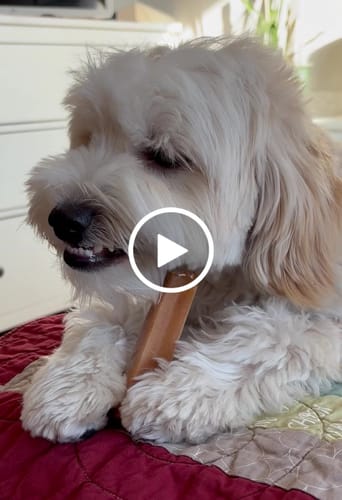 Customer video review of Pumpkin Yak Chews