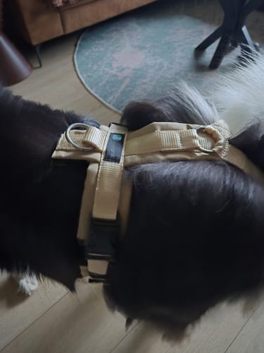 Customer photo review of Anny X FUN harness -  Champagne