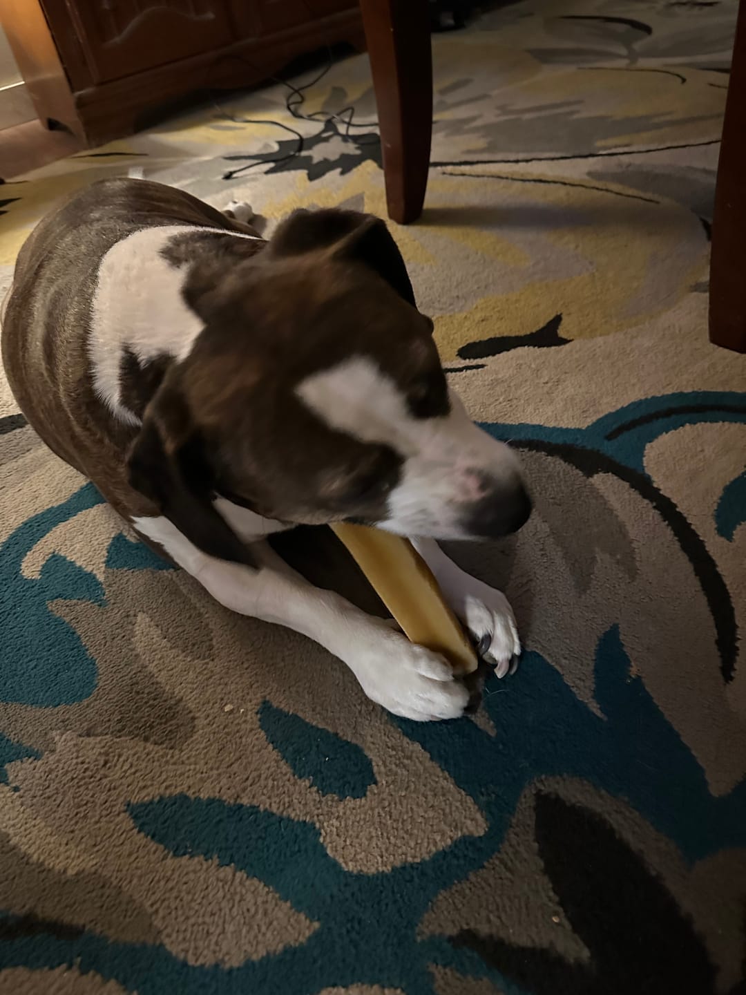 Customer photo review of Himalayan Yak Chew (MEGA)