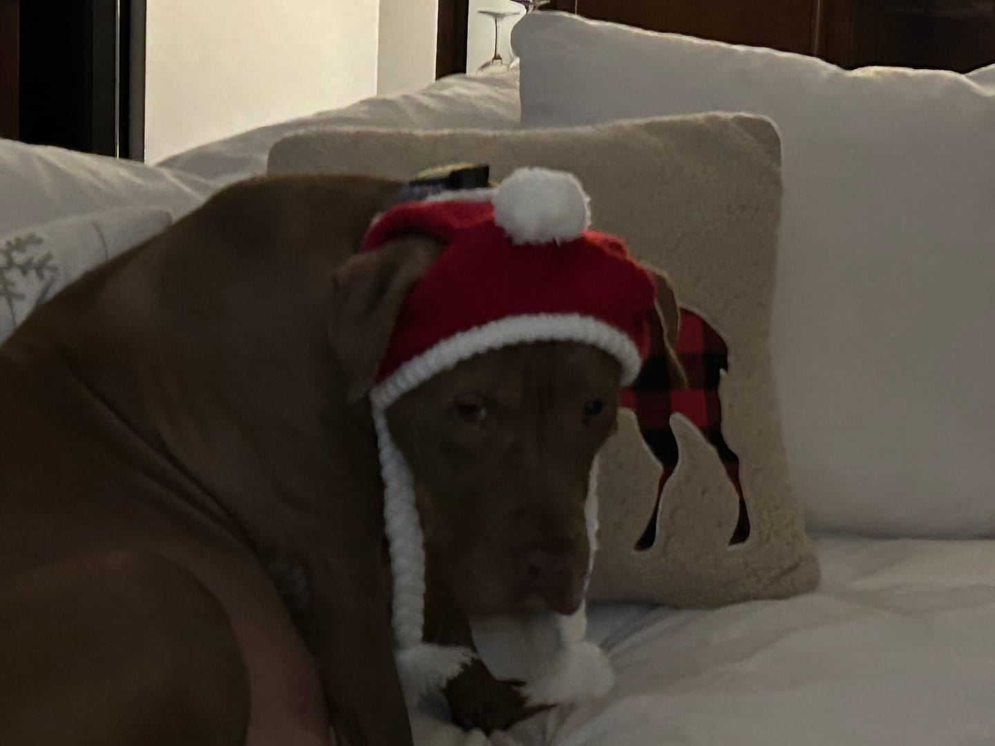 Customer photo review of Knit Pom Pom Dog Beanie Hats