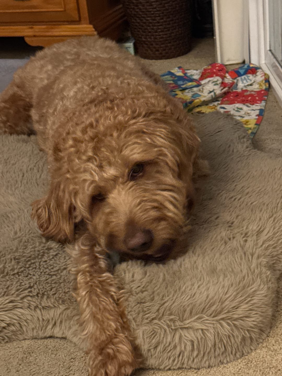 Customer photo review of Bully Bargain Bag