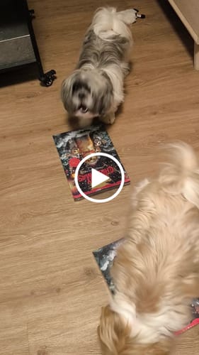 Customer video review of Dogman - Julekalender