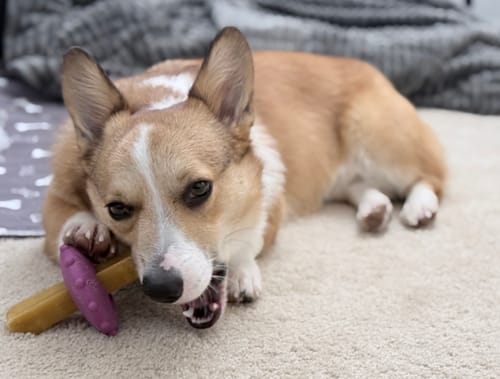 Customer photo review of Premium Yak Cheese Dog Treats - One Size Fits All