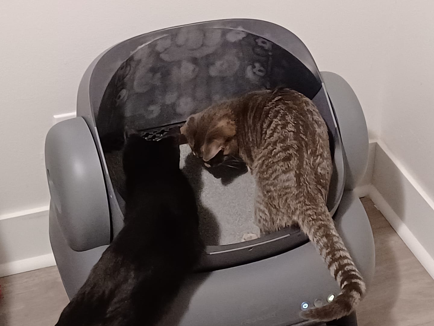 Customer photo review of Neakasa M1 Open Top Self-Cleaning Cat Litter Box