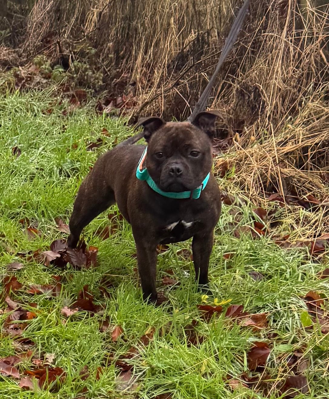 Customer photo review of 4cm LIGHTER Combat® Collar | With Handle Rated Clip - Turquoise & Orange