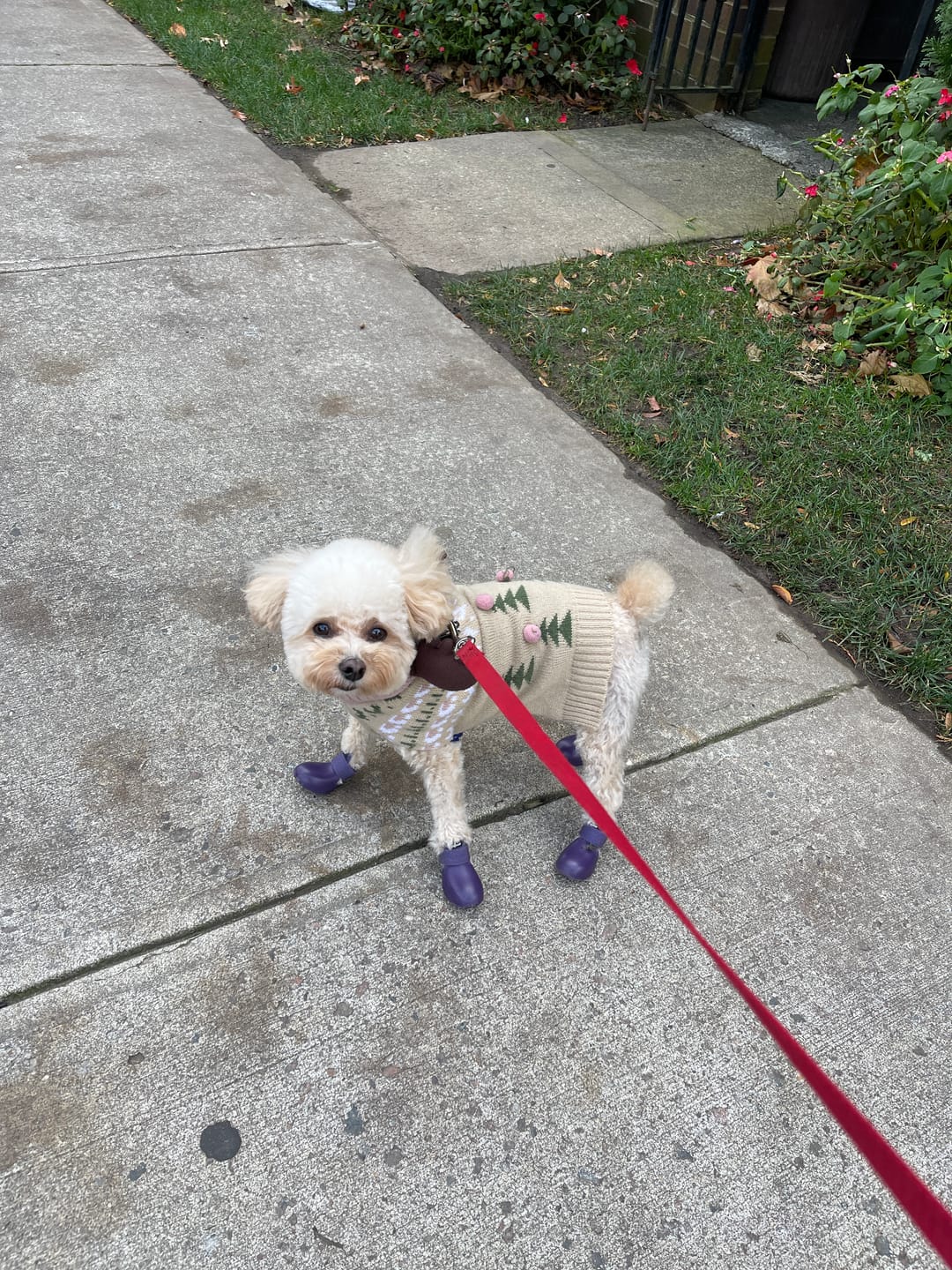Customer photo review of WagWellie® Single