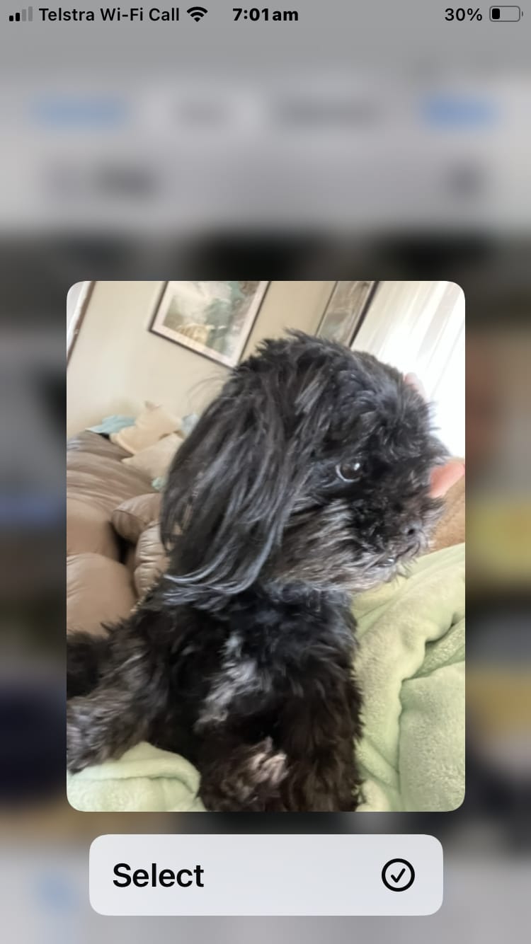 Customer photo review of GroomMate Pet Grooming Kit