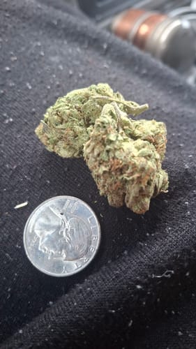 Customer photo review of Rainbow Sherbet - Bulk - Hybrid