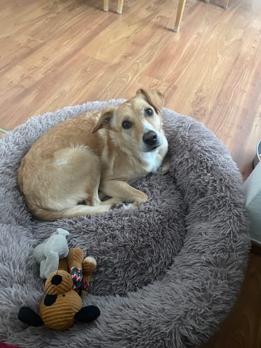 Customer photo review of Puppery Hundebett Wolke 7 - Das Original