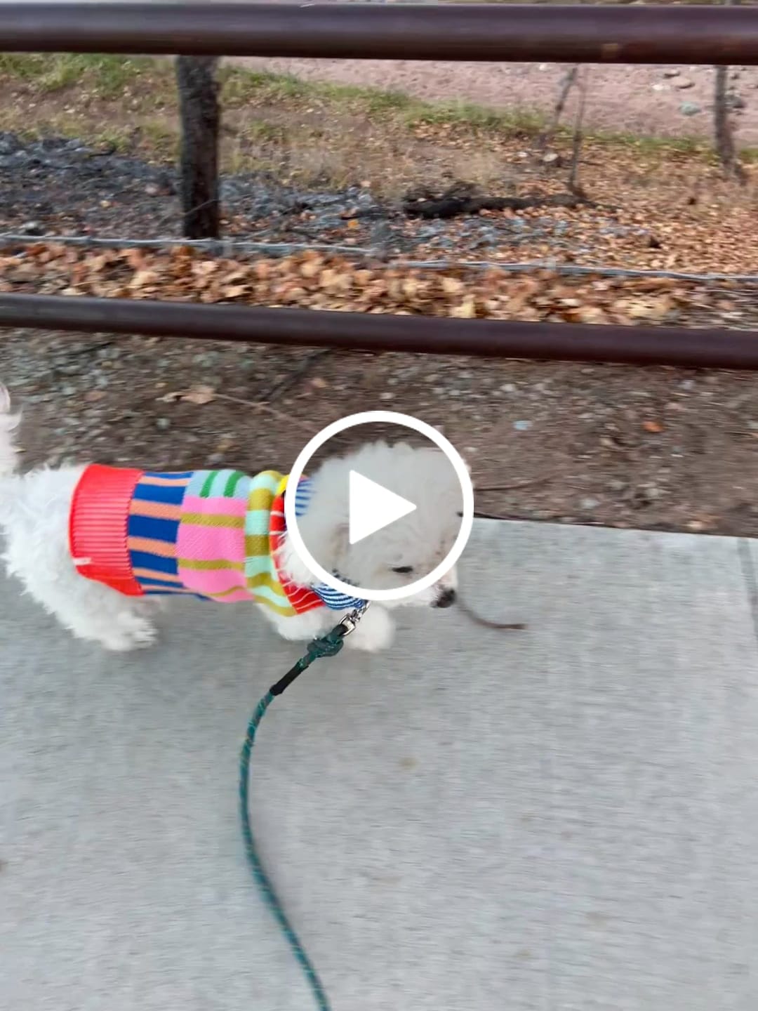 Customer video review of Patchwork Stripe Dog Sweater