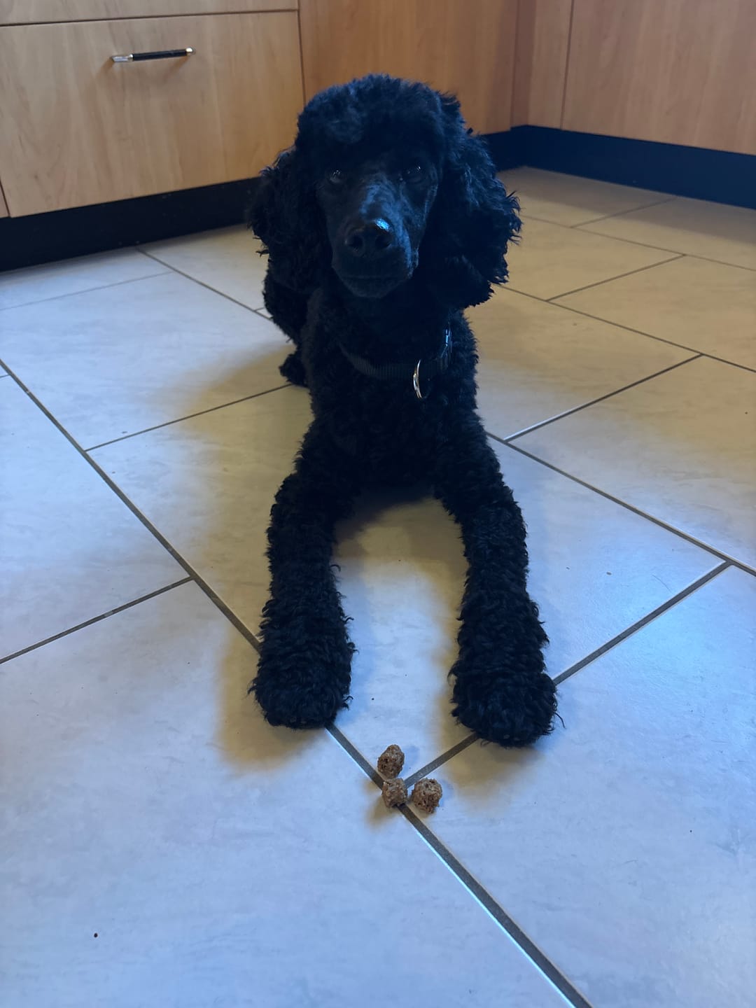 Customer photo review of Nutridog-Leckerlies und Kausnacks für Hunde