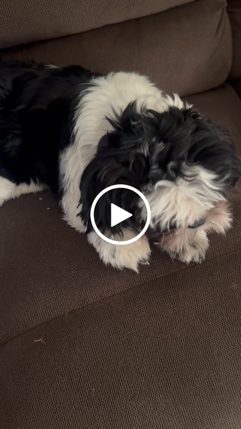 Customer video review of Lomo de cerdo