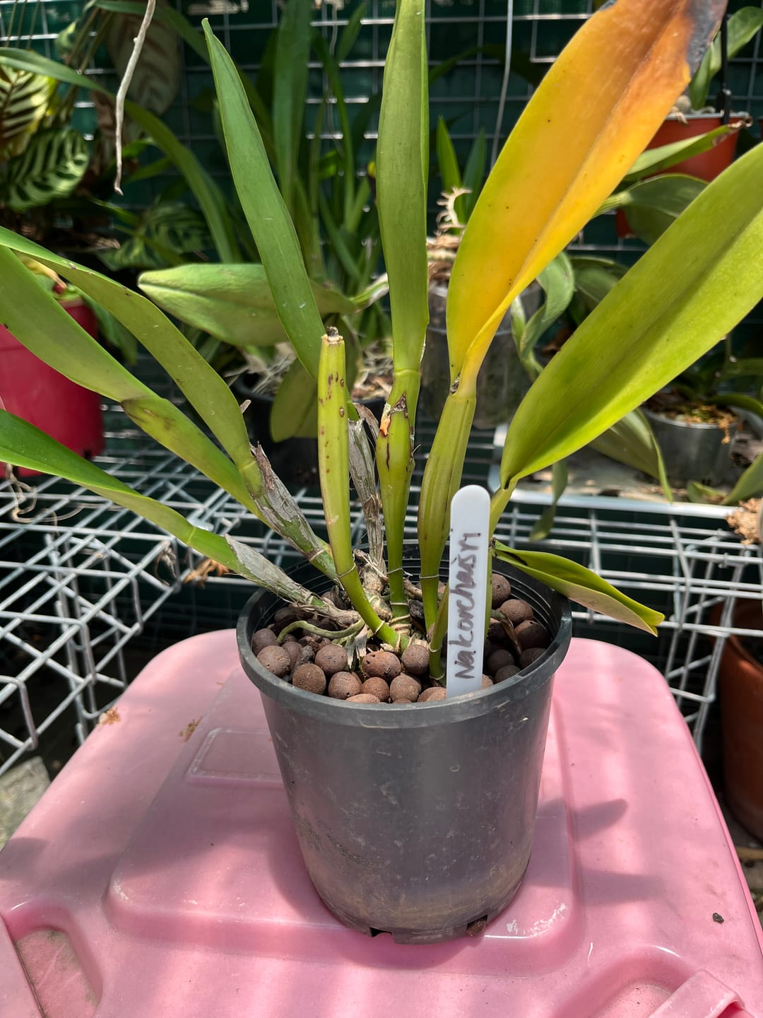 Customer photo review of Cattleya Orchid – Orchidaceae – Cattleya spp. - 50mm & 100mm Potted Mericlone