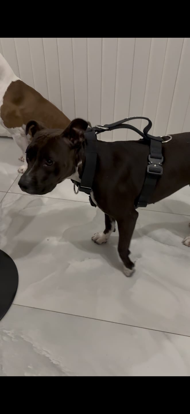 Customer photo review of Billowthane® Training Anti Pull TRI-Harness® | M-XL Breeds - Black