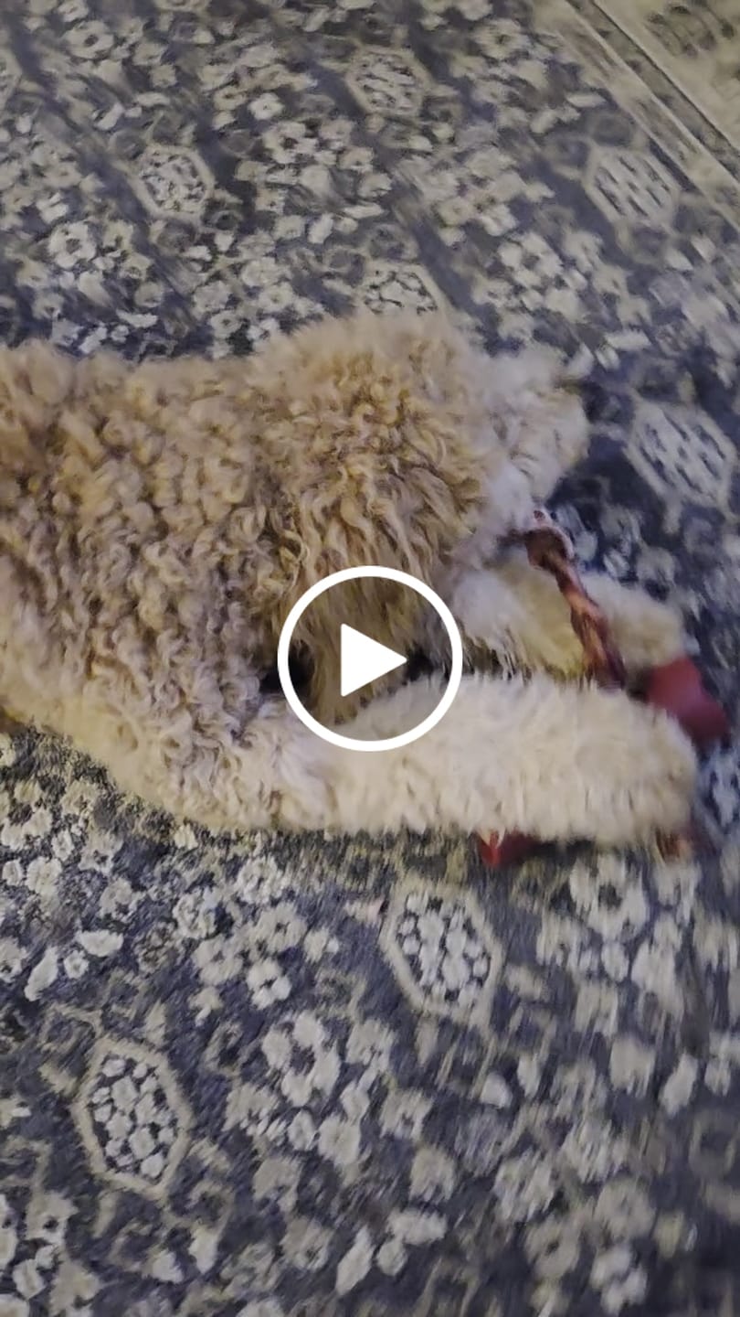 Customer video review of 12 Inch Thick Braided Bully Stick