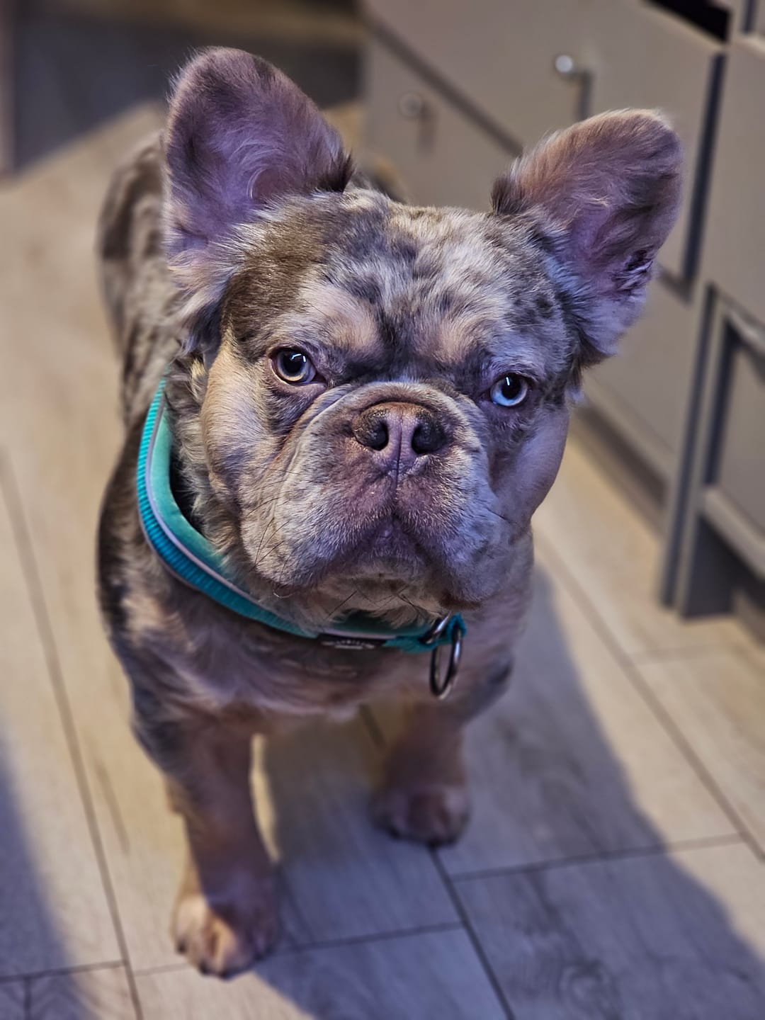 Customer photo review of 4cm Slip on Collar | Foam Padded - Turquoise