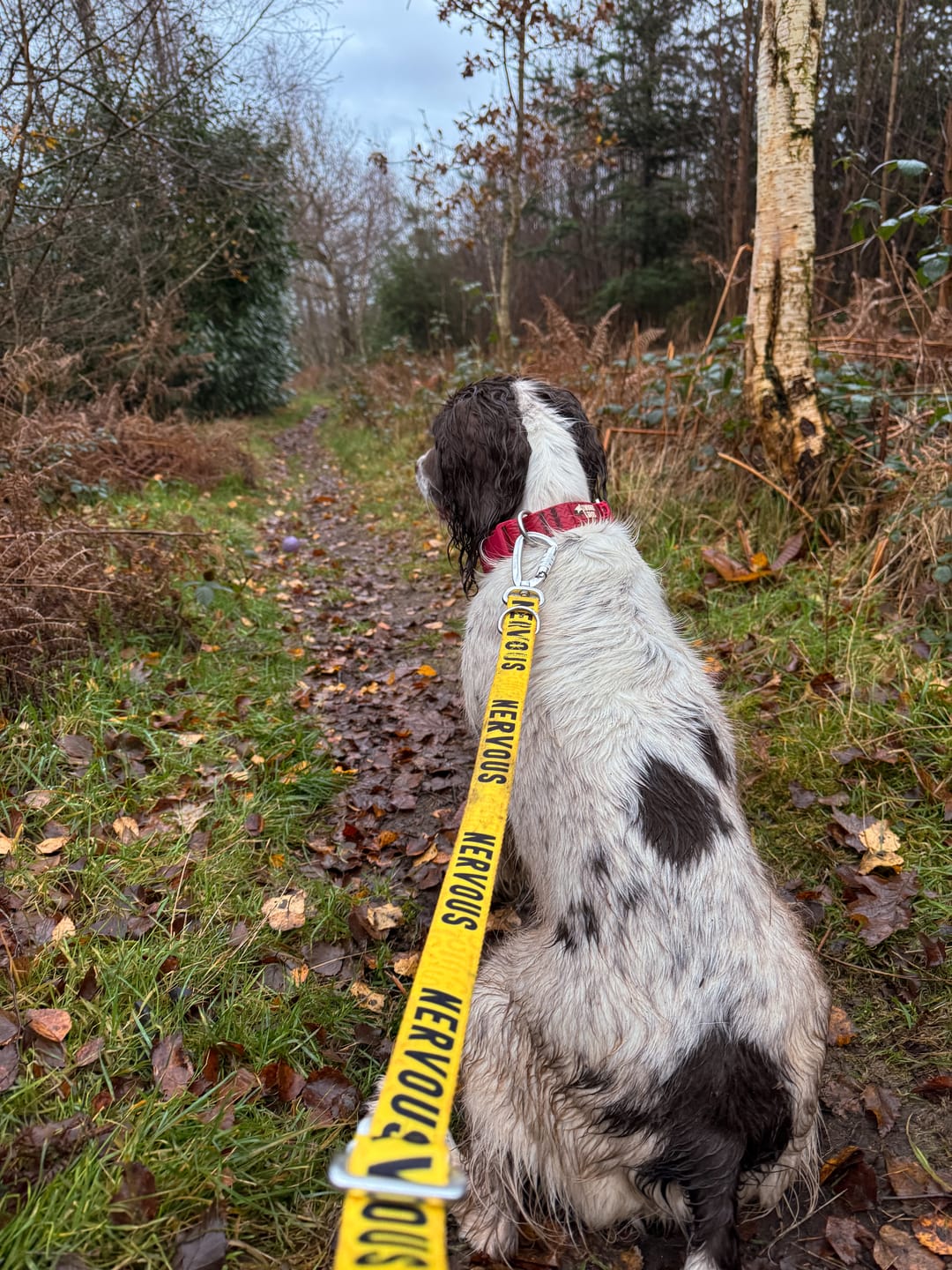 Customer photo review of Awareness Multi-Way Lead