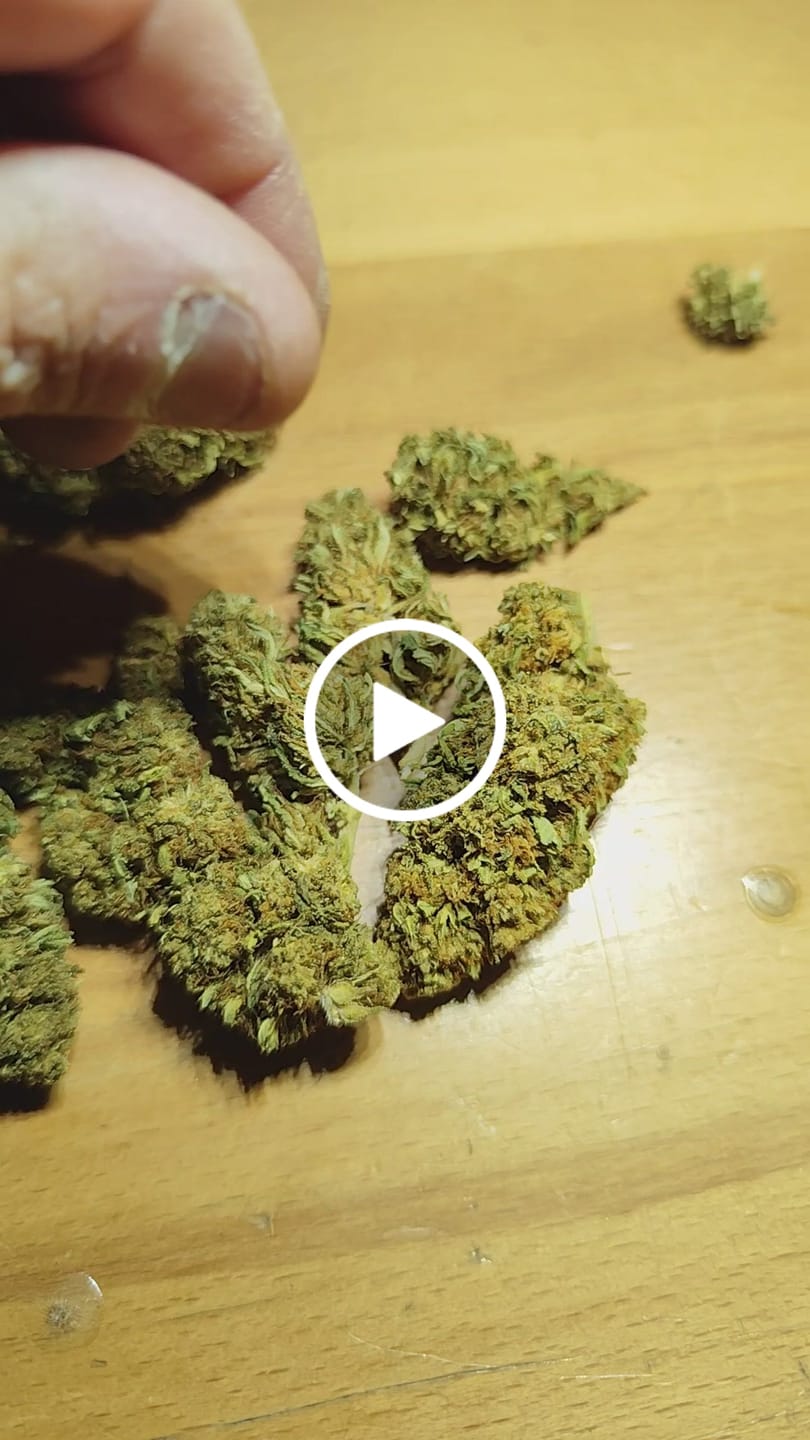 Customer video review of Lemon Haze Extra Strong 60% - CBD Blüten - Indoor - Cannabis ohne Rezept