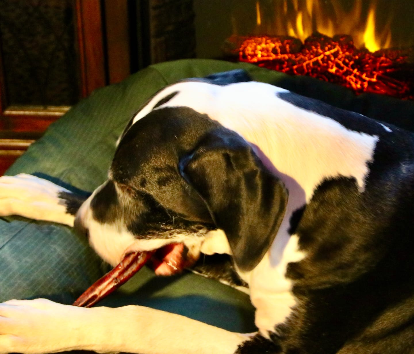 Customer photo review of 12 Inch Jumbo Bully Stick