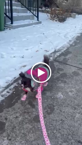 Customer video review of WagWellies® by wagwear