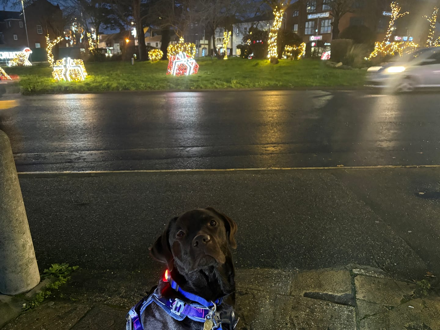 Customer photo review of TrekBright® Dog Safety Light