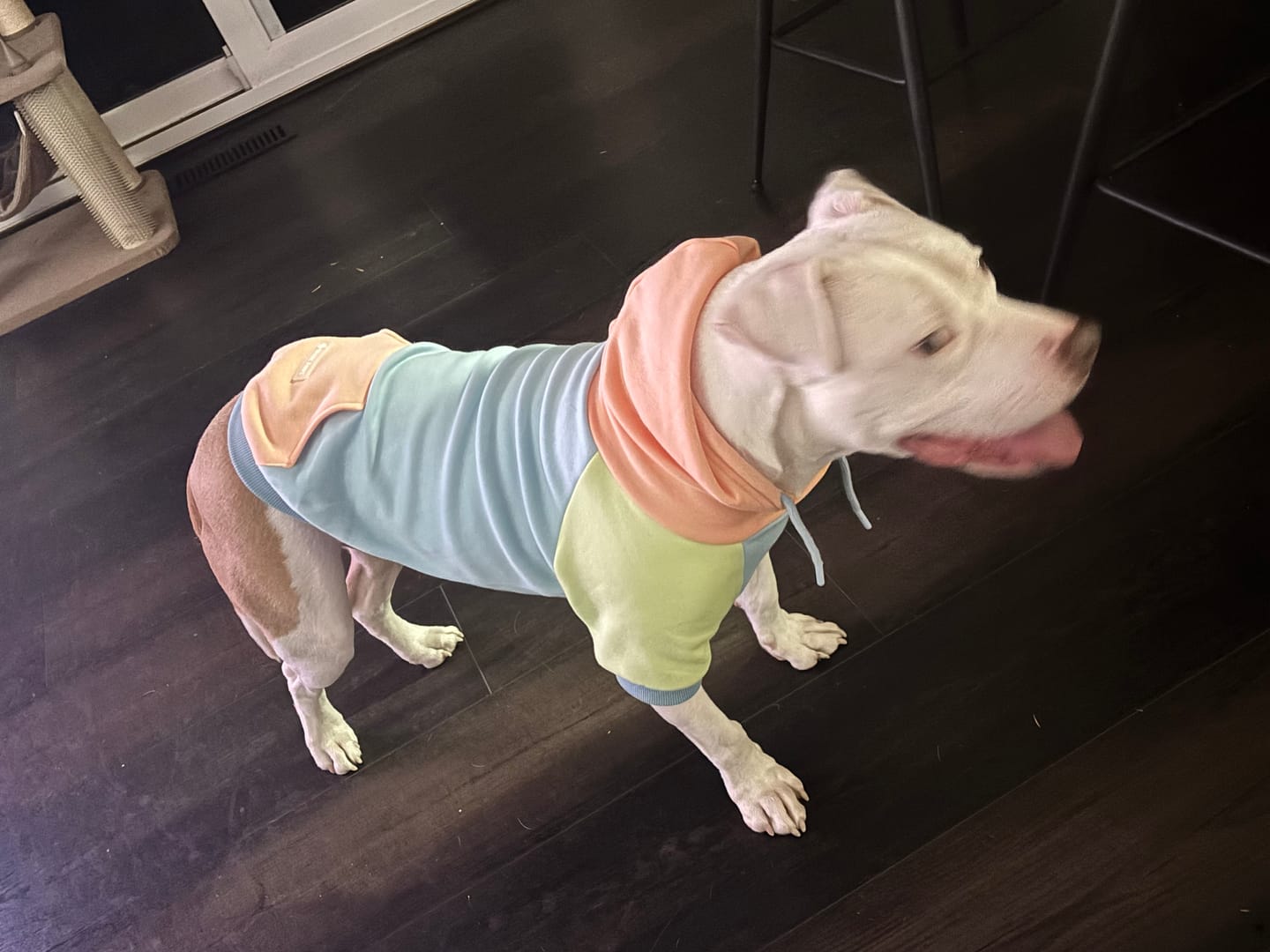 Customer photo review of Jelly Bean Dog Hoodie