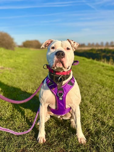 Customer photo review of Anti Pull Hurricane Harness Lighter | With Handle - Purple