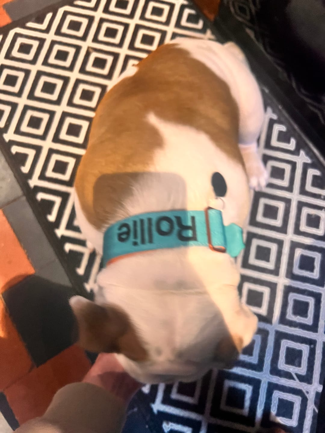 Customer photo review of 4cm LIGHTER Combat® Collar | With Handle Rated Clip - Turquoise & Orange