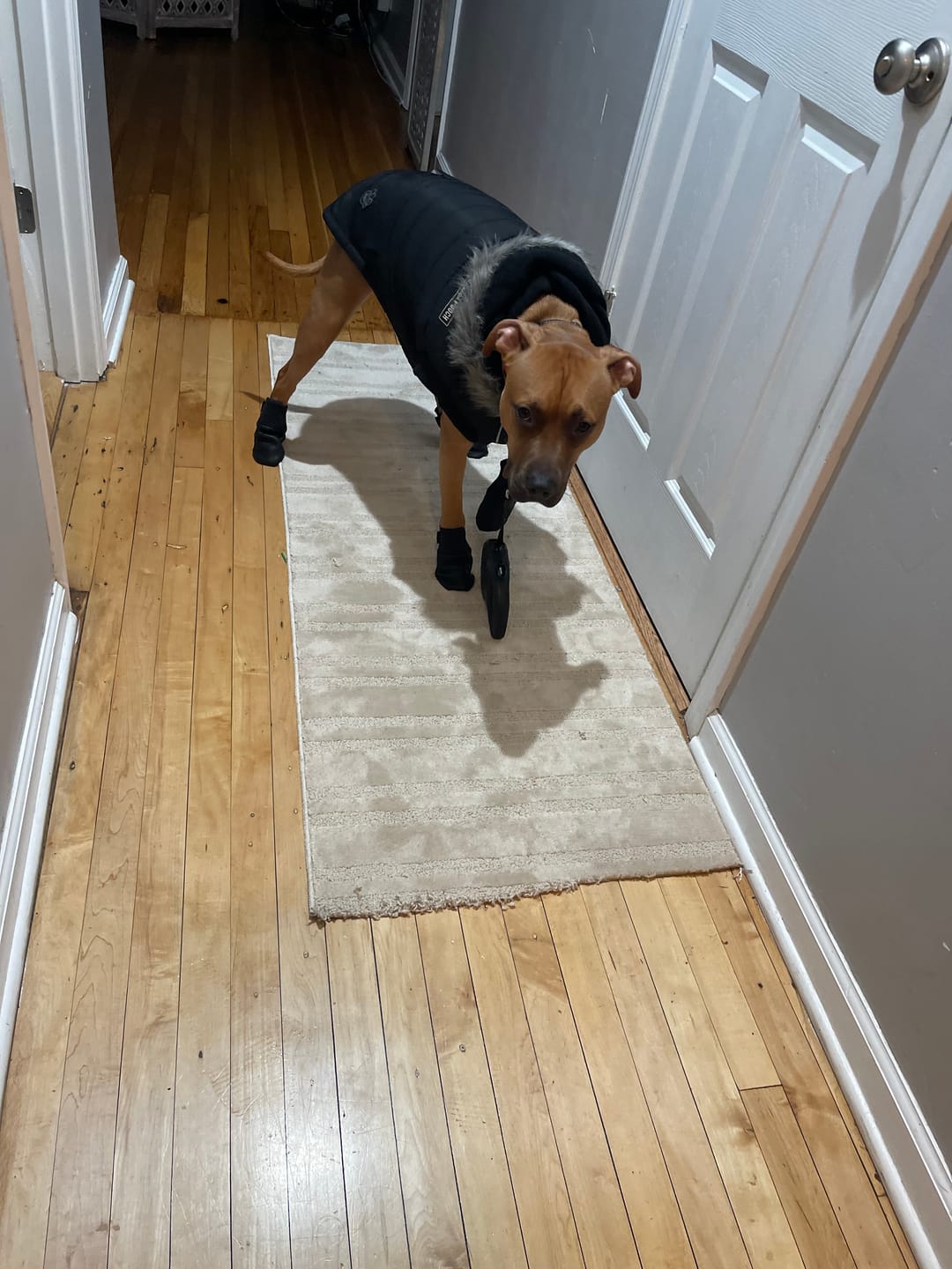 Customer photo review of Leather Dog Booties - Doccasins - 1 pair