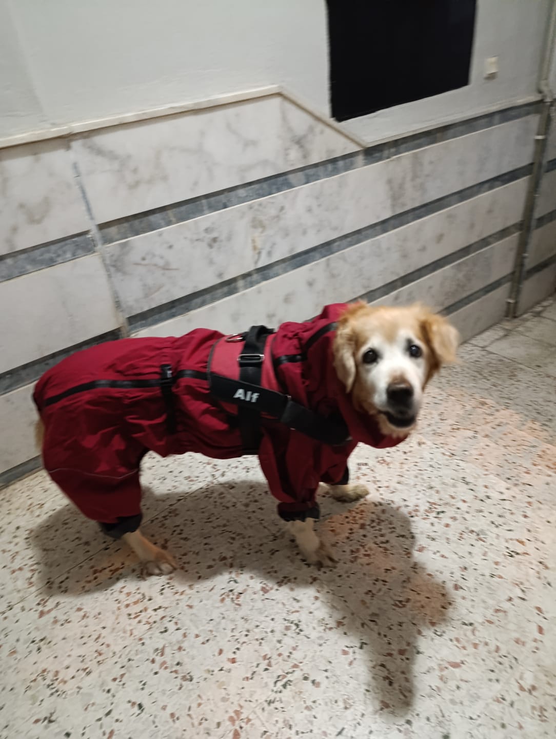 Customer photo review of MellowPurr Ventura Yağmurluk – Profesyonel Dış Mekan Koruması