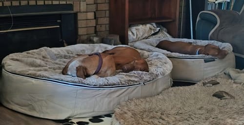 Customer photo review of XXL Rebound Foam Mattress Dog Bed - Interior/Outdoor