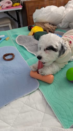 Reviewer's small teething puppy lying on a bed and chewing on a Strawberry Yak Chew.