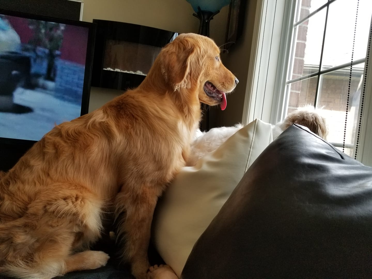Customer photo review of 6 Inch Jumbo Braided Bully Stick