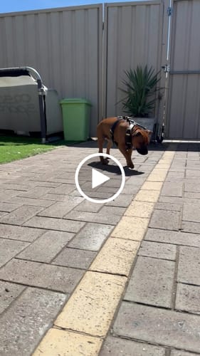 Customer video review of Leather Dog Harness -"Attila" Black/Brass