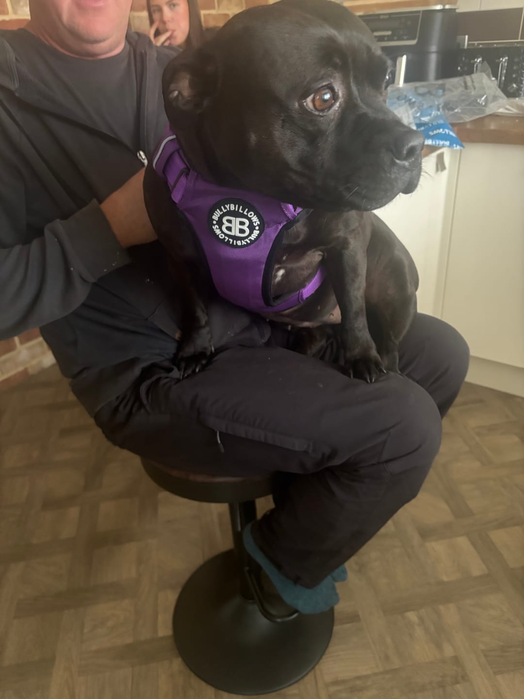 Customer photo review of Comfort Premium Harness | Non Restrictive - Purple
